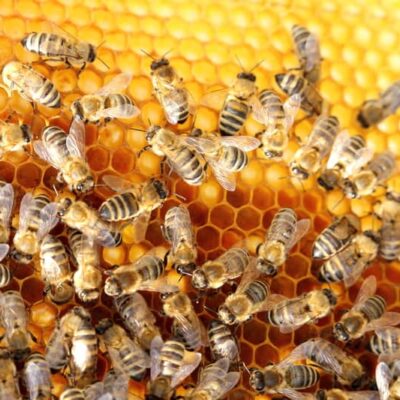 Beekeeping